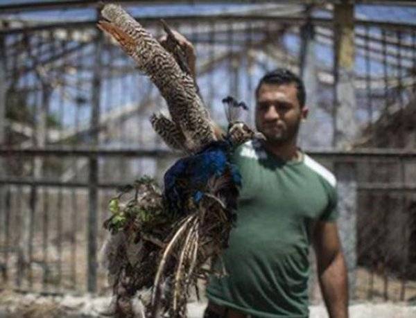 حديقة حيوان في غزة تعرض حيوانات تتضور جوعا للبيع