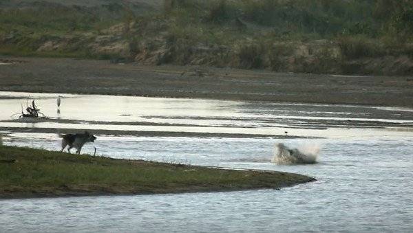 بالفيديو: تمساح يبتلع كلباً في غمضة عين !