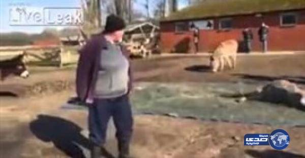 بالفيديو.. جنازة حارة لحمار وزملاؤه يشيعونه بـ«النهيق»