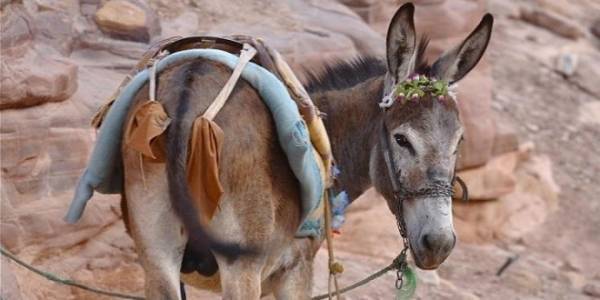 صدمة الموريتانيين بعد غزو ” لحم حميرهم ” السوق الصينية !
