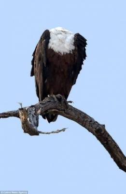 الصورة التي حيَرت العالم: أين ذهب رأس هذا العقاب؟