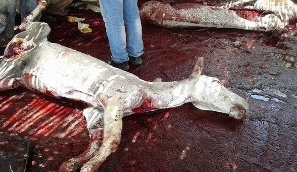 مافيا ذبح الحمير في مصر.. البحث عن لحوم 1500 حمار عثر على جلودهم في السويس !!