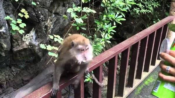 فيديو : قرد يسرق طعاماً من يد سائحة بطريقة مضحكة