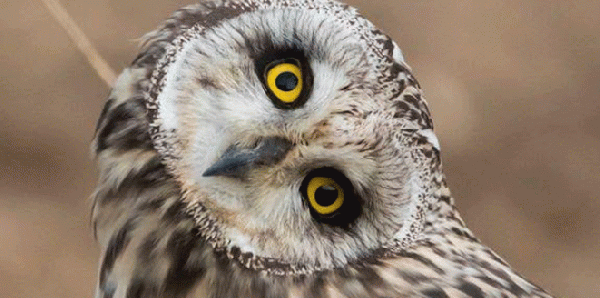 البومة الطريفة .. ماذا فعلت أثناء محاولة تصويرها؟ (صور)