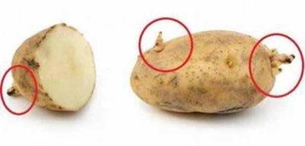 احذروا.. هذا ما يحدث عند تناول بطاطا تحتوي على البراعم؟