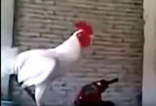 ديك يضحك مثل الانسان تماما... شاهد الفيديو