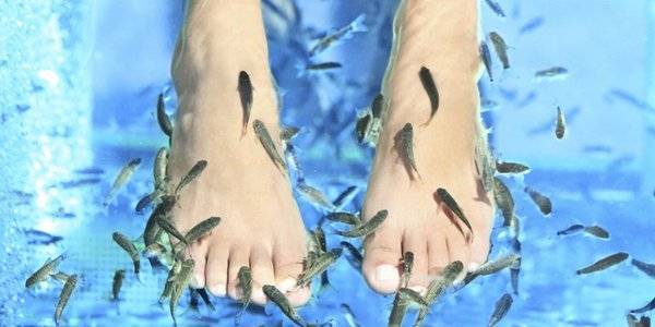 باديكير السمك.. يدغدغ القدمين وينقل الإيدز وفيروس C!