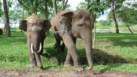 زيمبابوي تبيع حيواناتها لإنقاذها