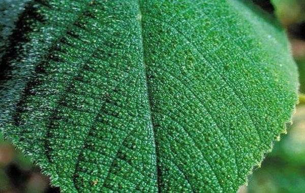 بالفيديو.. نبتة في استراليا إذا لمستها ولو حتى بالخطأ فلا طريق لك إلا الانتحار