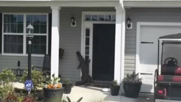 بالفيديو.. تمساح مهذب يرن جرس الباب