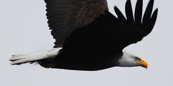 لأول مرة.. نسر يُسقِط طائرة ويتسبب في مقتل مَن بداخلها