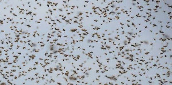 ثمانيني يقود سيارته للمستشفى رغم تعرضه ل1000 لدغة نحل