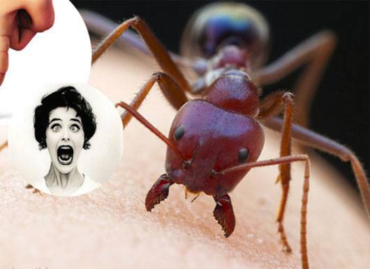 اذا قرصتك نملة .. اشكرها ولا تقتلها لهذه الأسباب!