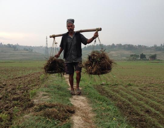 مزارع نيبالي يقتل ابنه ظنا منه أنه قرد!