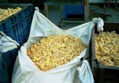 محكمة ألمانية تسمح بإعدام الكتاكيت الذكور بعد فقسها لقلة جدواها الاقتصادية