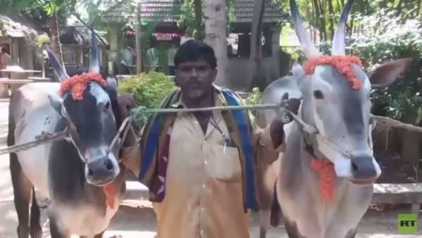 مسابقة لاختيار ملكة جمال للبقر في الهند