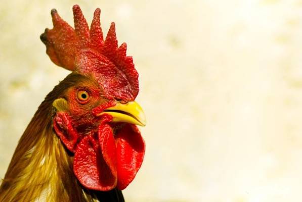 السعودية.. صياح ديك يقود صاحبه إلى السجن أو الجلد