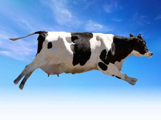 شاهد البقرة الطائرة .. فيديو