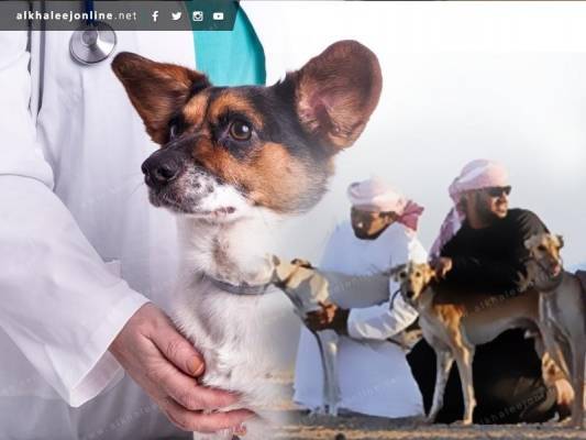 فندق خاص بالكلاب في مسقط.. وإقبال العمانيين على اقتنائها