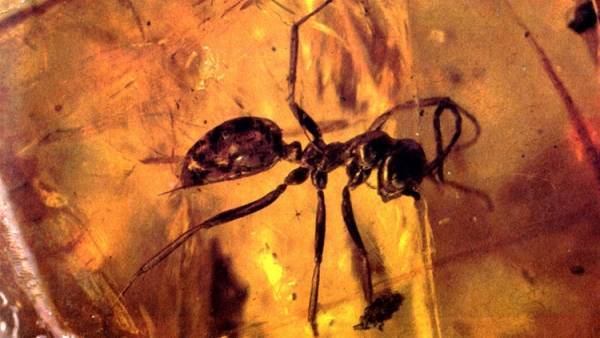 نملة عمرها 99 مليون عام تكتشف في كهرمان
