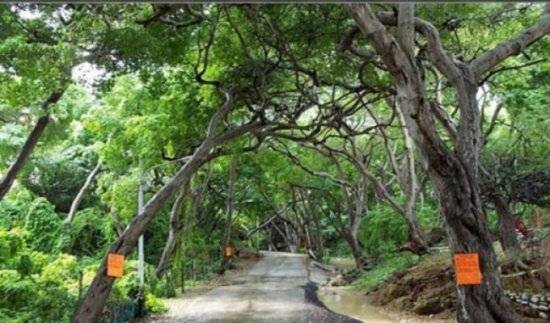 ما هي أخطر شجرة في العالم و أين توجد؟