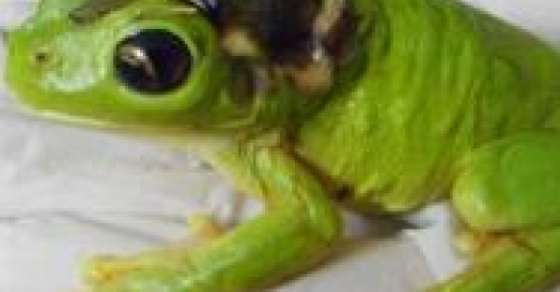 أسترالية تستعين بطائرة خاصة لتسعف ضفدعاً بعدما دهسته بآلة قص الأعشاب