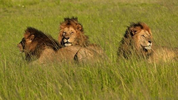 الحكم بالسجن المؤبد على ثلاثة أسود أكلت 3 أشخاص