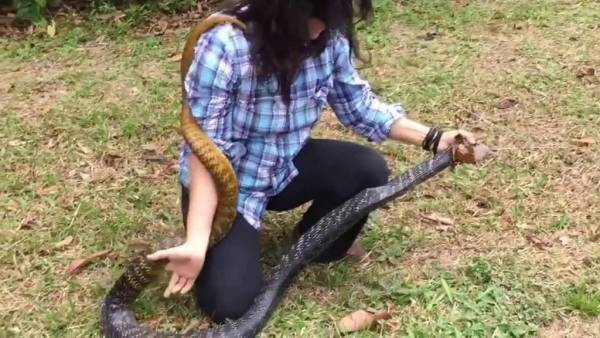 امرأة شجاعة تنقضّ على أفعى ضخمة وتسيطر عليه...شاهد الفيديو
