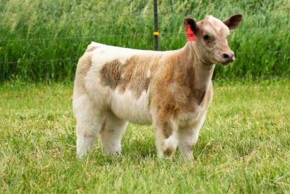 صدّق أو لا تصدّق .. بول هذا الصّنف من الأبقار يحتوي على الذّهب!