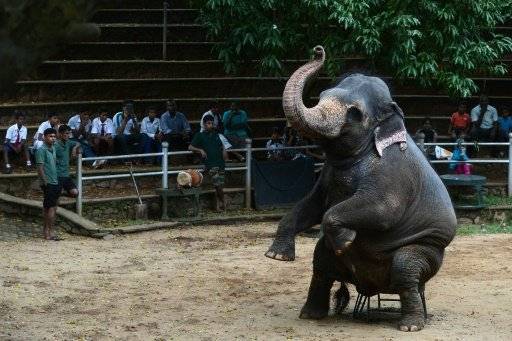 تربية صغار الفيلة نزوة جديدة للاغنياء الجدد في سريلانكا