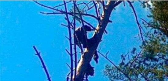 لماذا ظلت هذه الجثّة المحنّطة على الشجرة لمدة 8 أشهر ؟