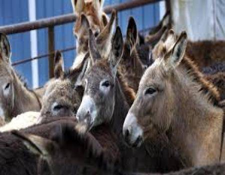 إسرائيل تعتقل 40 حماراً