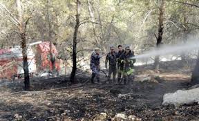 حريق يلتهم 30 دونما من أشجار الزيتون المعمرة في الكرك