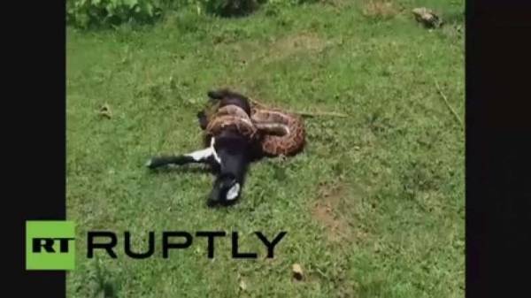 بالفيديو : الهند.. ثعبان عملاق يحاول ابتلاع عنزة