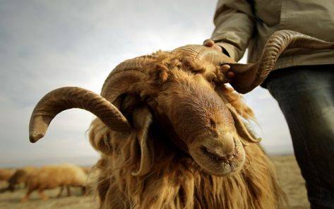 تصدير 295 الف خروف منذ بداية العام الحالي الى الخليج