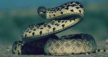 فيديو مروع.. ثعبان مقطوع الرأس يلدغ نفسه ليموت!