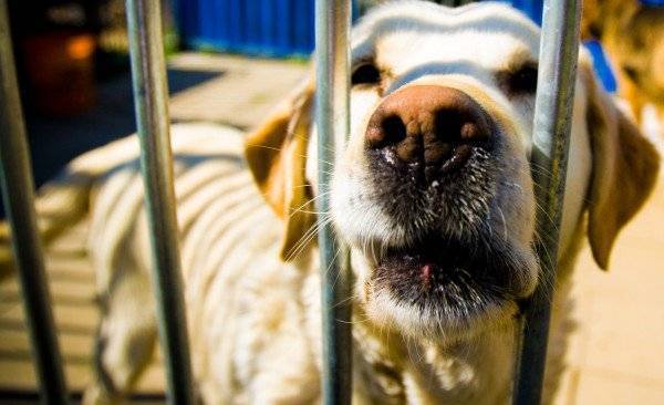 شرطة فلوريدا تشتبه في كلبة !