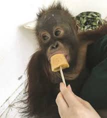 الكويت : تسفير قرد يتعاطى المخدرات إلى إندونيسيا