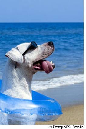 برشلونة تفتتح أول شاطئ مخصص للكلاب!