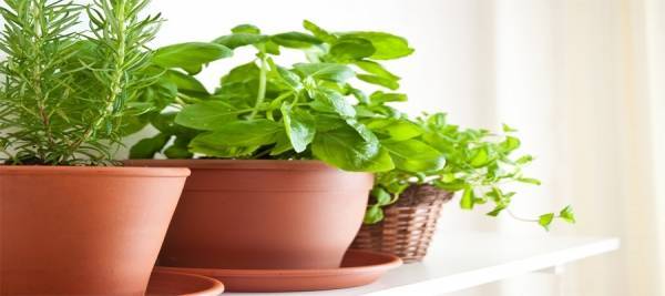 9 أنواع من النباتات تُبقي البعوض بعيدًا عن منزلك