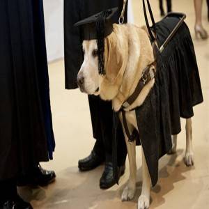 صور: كلب يحصل على درجة الماجستير