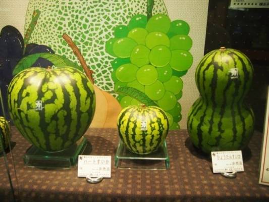 صور: البطيخ المربع ليس الشكل الوحيد للبطيخ في اليابان!