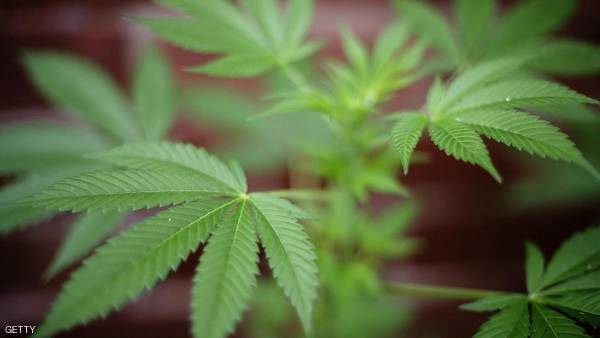 القنب يفجر معارك في البرلمان الإيطالي