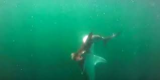 معركة نادرة بين اثنين من أخطر أنواع القرش