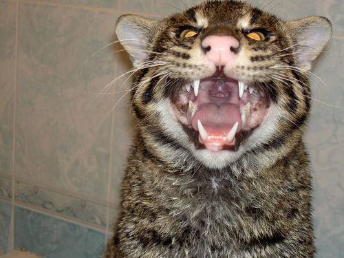 لن تصدق.. عضة القطة قد تسبب لك!