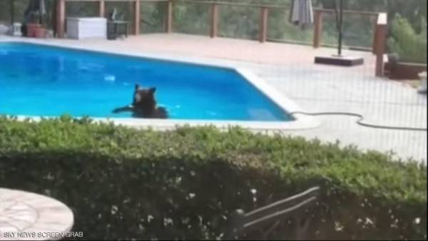 بسبب الحر.. دب يتسلل إلى منزل للسباحة