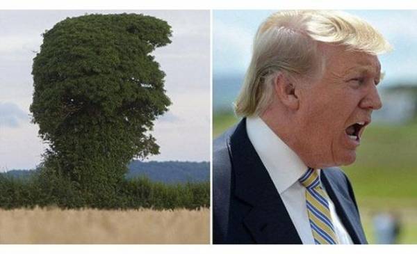 شبه غريب بين شجرة في بريطانيا وترامب