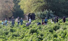 فساد تصاريح عمل الزراعة قضية تتطلب علاجا فوريا تلافيا لتفاقمها