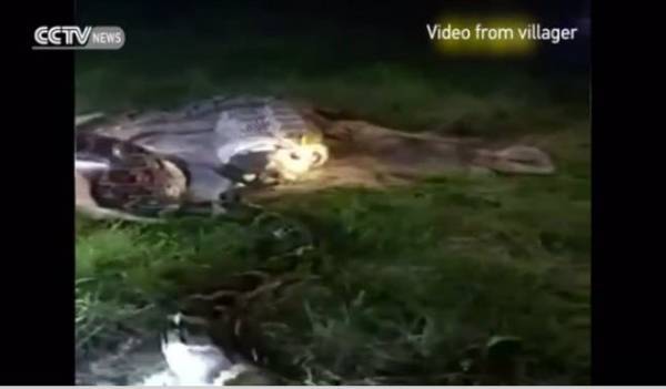 شاهد.. ثعبان ضخم يبتلع ماعزا