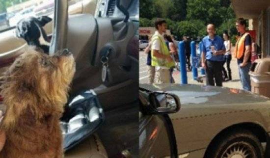 في الولايات المتحدة.. الكلاب تسرق السيارات!